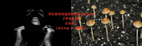 крисы Аркадак